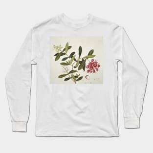 Botanical illustration (C010/8135) Long Sleeve T-Shirt